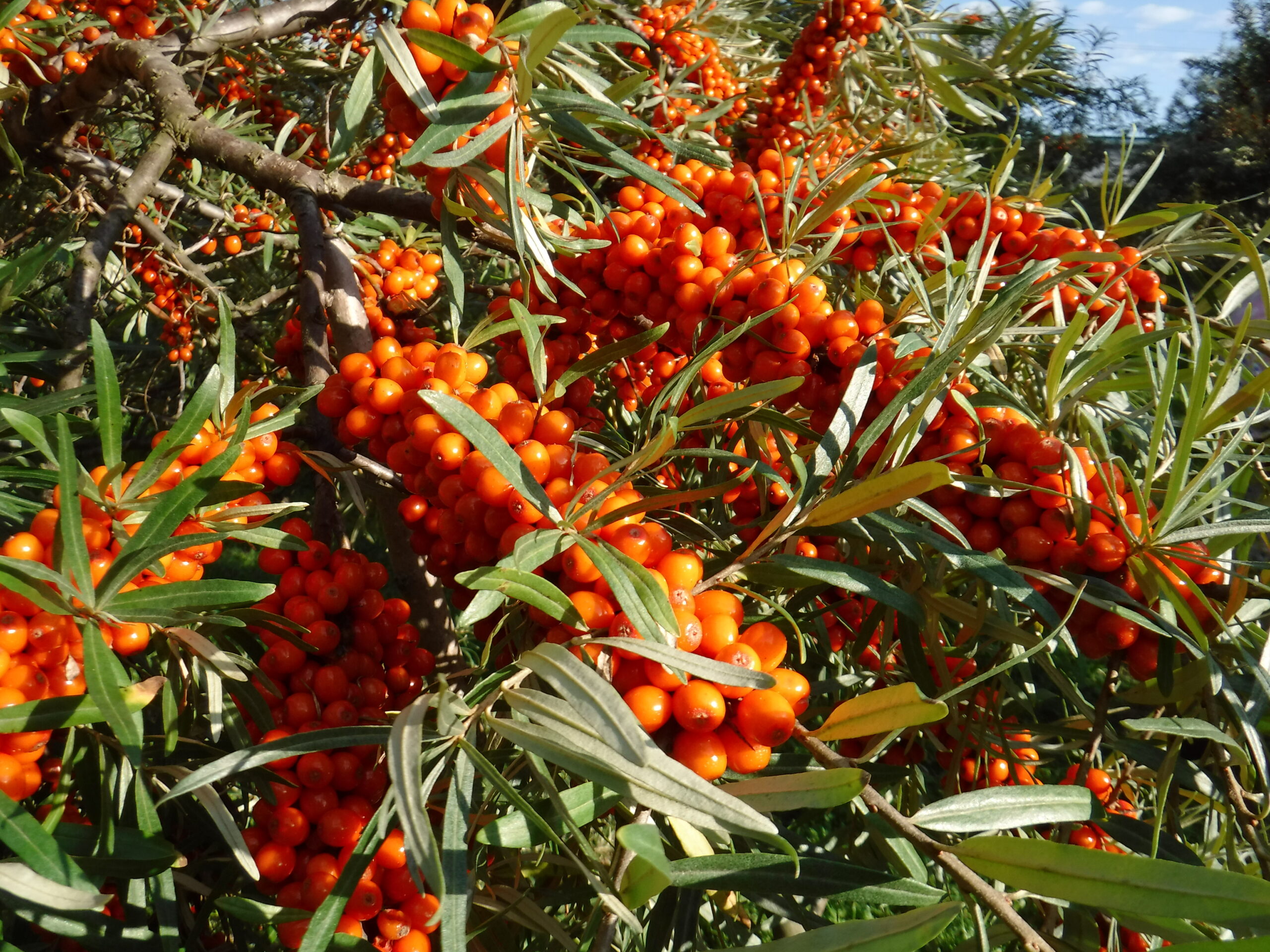 酒井ハスカップ園 | 十勝士幌町観光協会