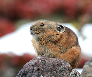 ナキウサギ等の大雪山系の動物や高山植物を楽しむ。